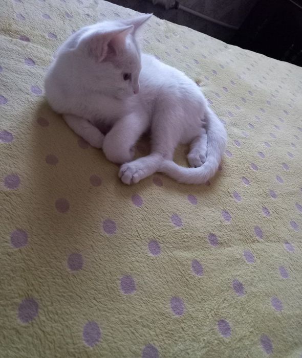 Tezda arzon mushuk sotiladi