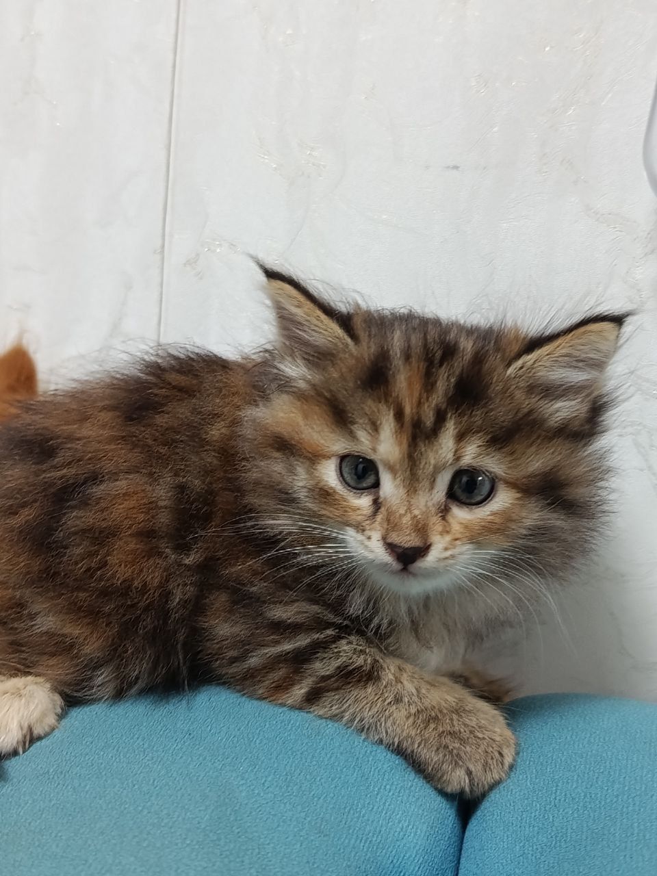 Продам котят в хорошие руки