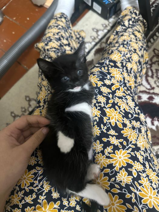 Котенок 2 месячный 30 тысячи