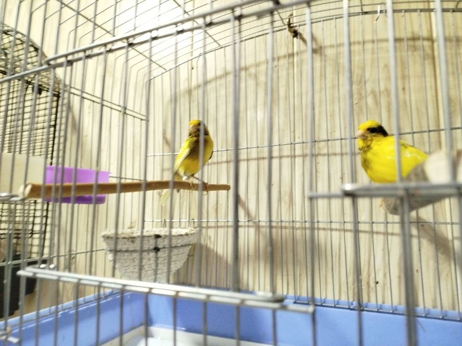 Пёстрые канарейки