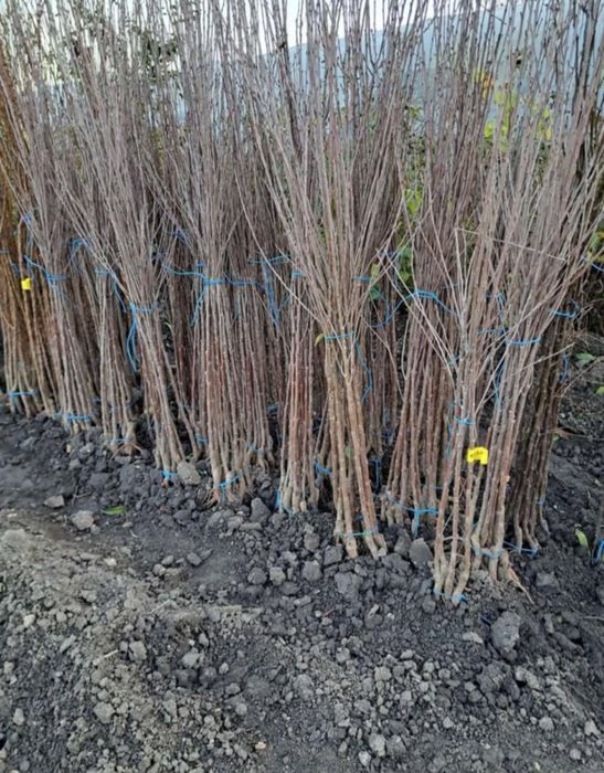 Pomi altoiți certificati fitosanitar