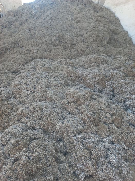 Пахтали Шулхаси бор чигитли