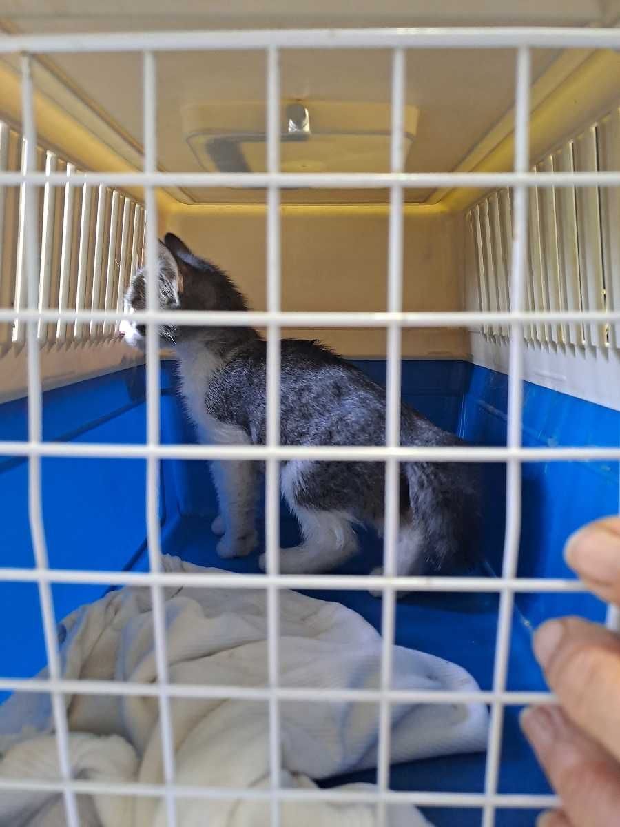Котета на 1 мес. в София