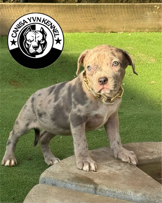 Amstaff blue merle