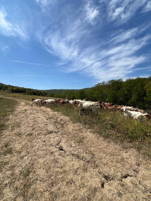 Iezi pentru sacrificat sau de ținut