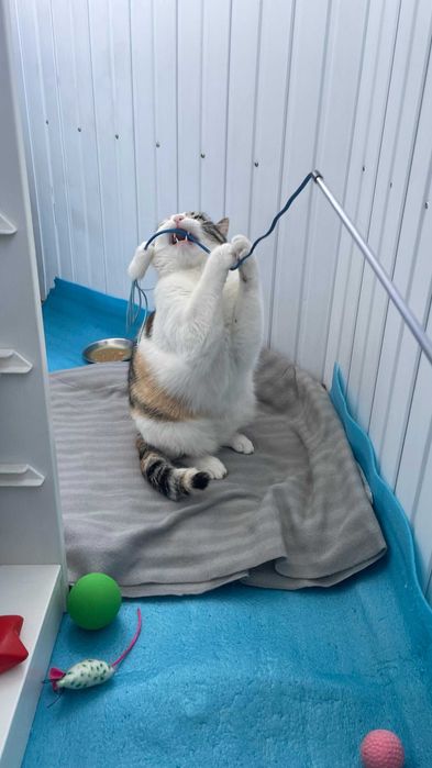 Cleo, pisicuta sterilizata pentru adoptie