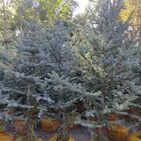 Голубая ель от 1.6 до 2.8 метра в Алматы, купить саженцы елок оптом.