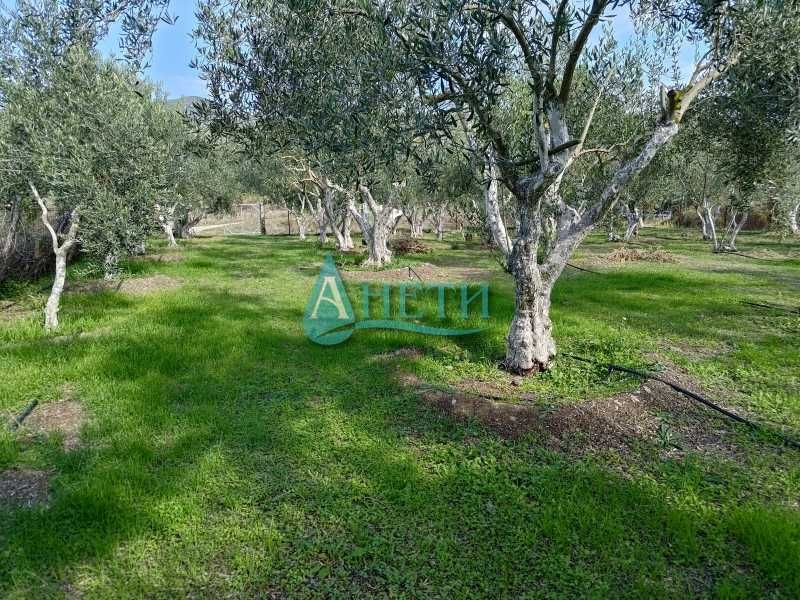 Парцел 1437м2 и75 маслинови дървета с.Волви, Аспровалта Гърция, с вода