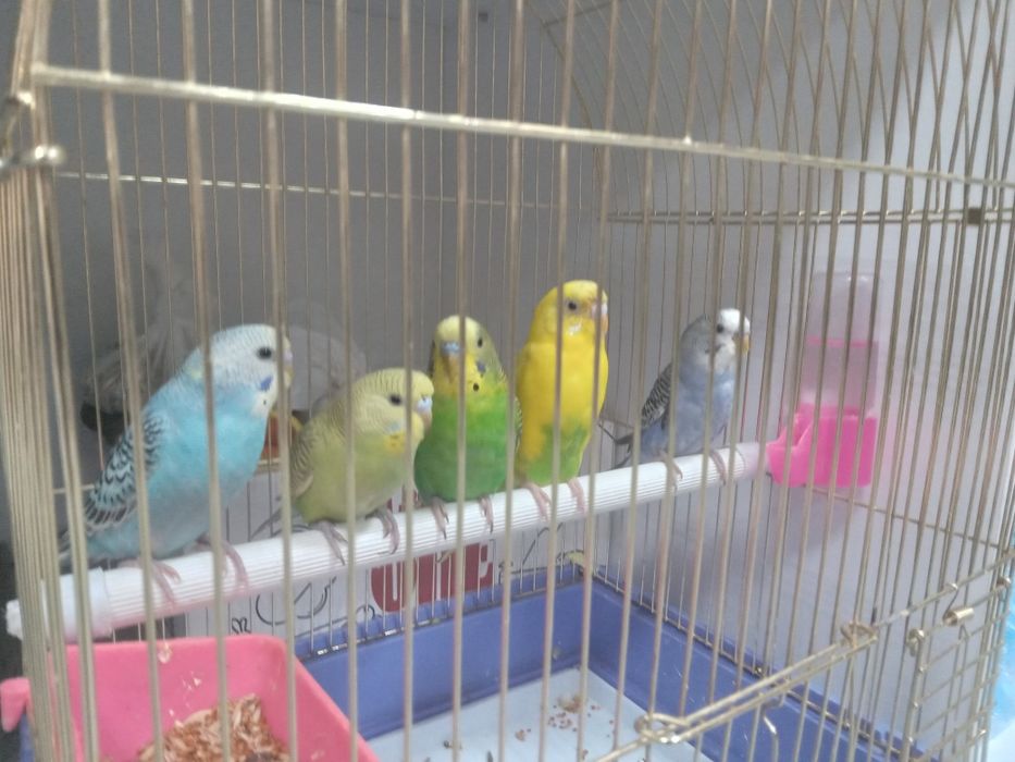 Попугай волнистый