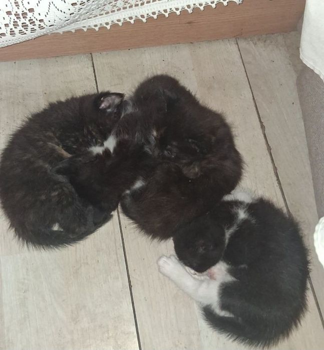 Donez 4 pui de pisica