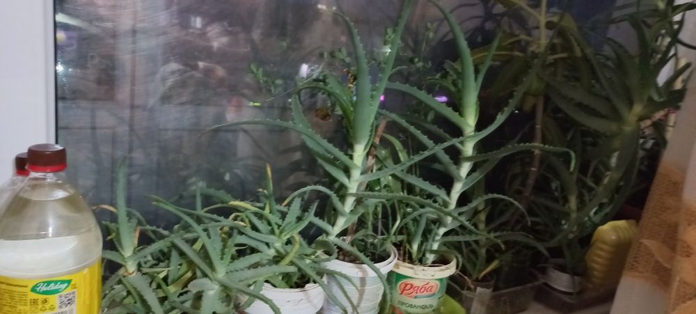 Продам алоэ лечебное