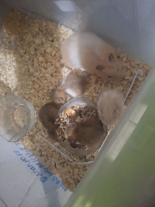 малыши хомяка сирийские