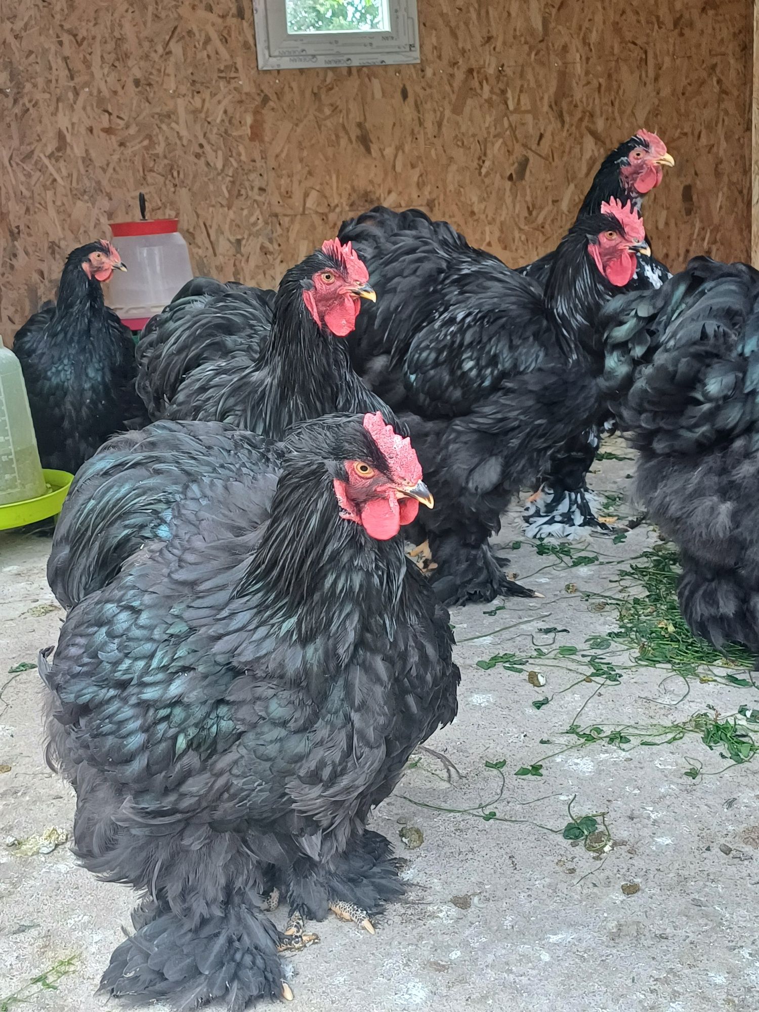 Vând Cocoși Cochinchina