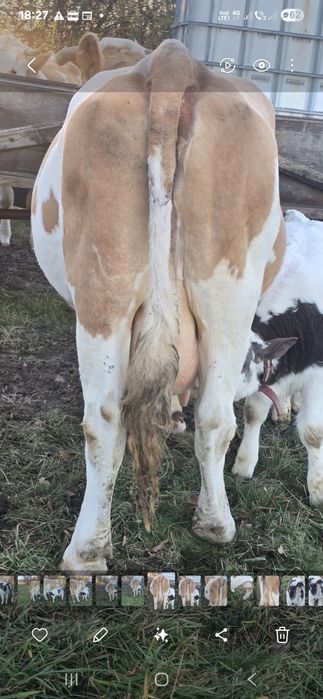 Vand vaca cu vitel buna de lapte