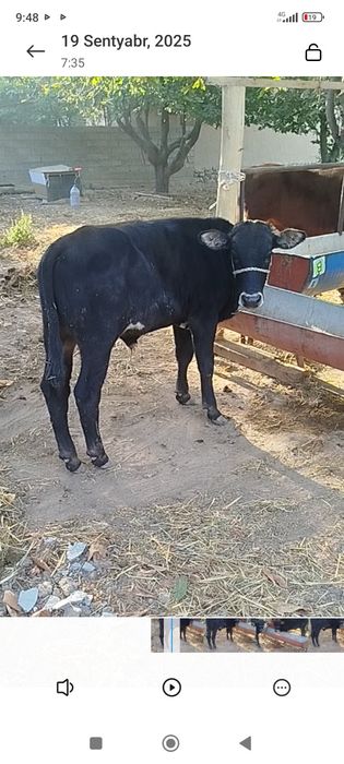 buqacha sotladi 12500 mlyon xayri bor