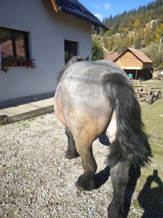 Vând armăsar 5 ani