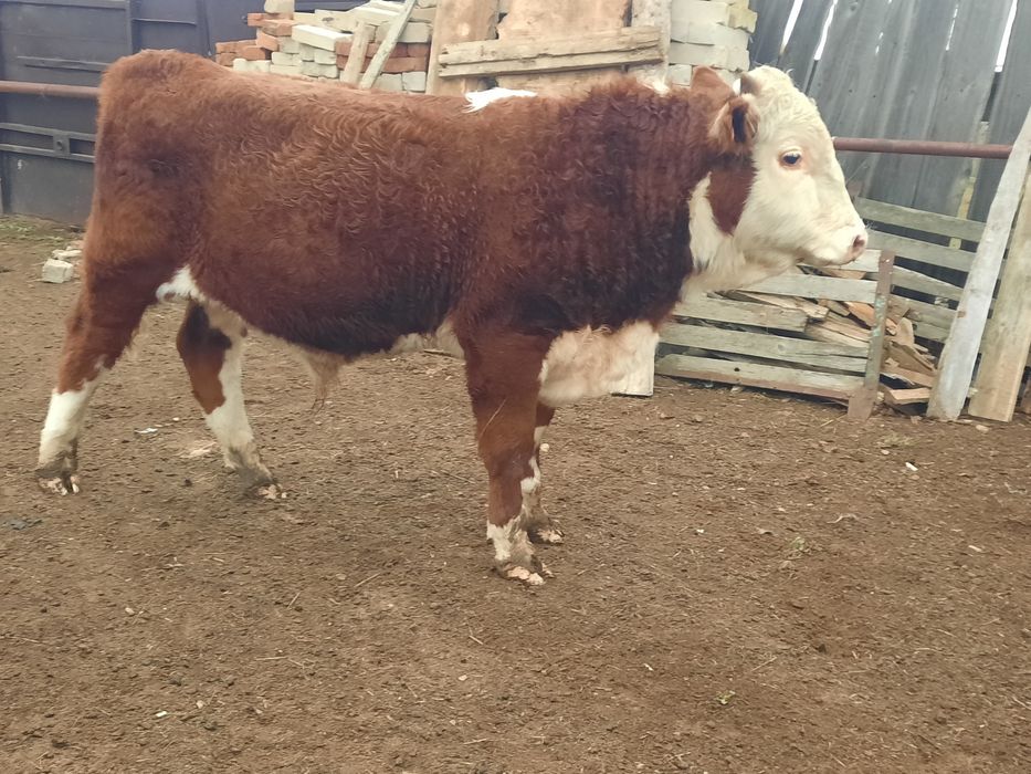 Продам бык. Бұқа.