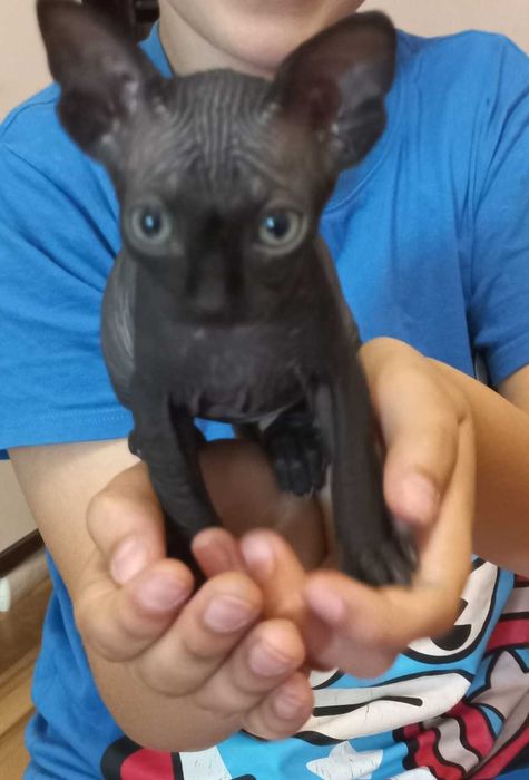 Vand pui pisica sphynx