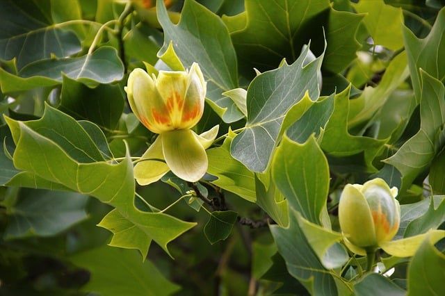 Arborele De Lalea