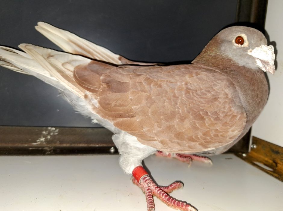 Porumbei de vânzare