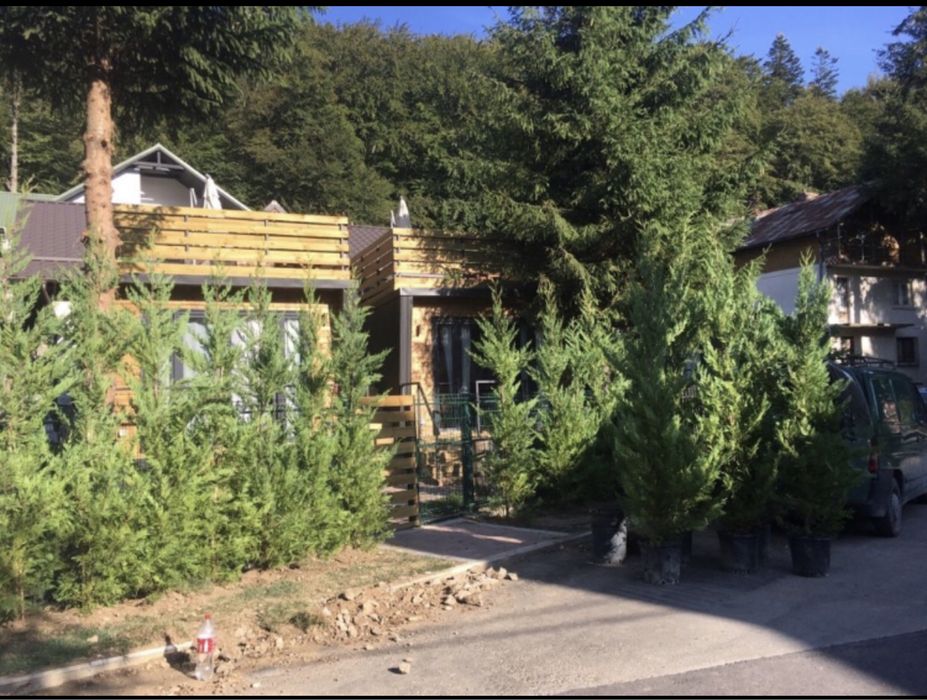 Chiparos Leylandii/ Tuia Smarald