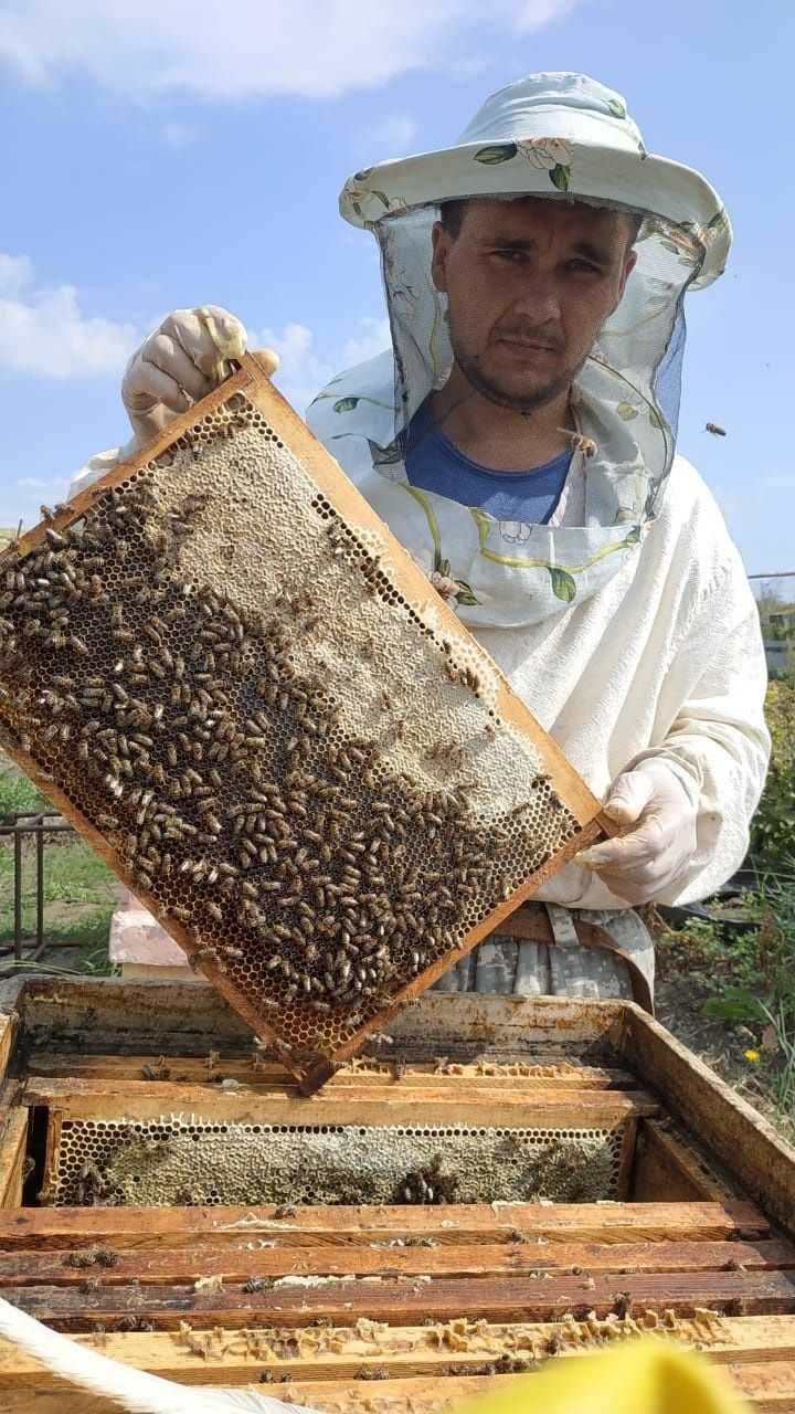 Мед натуральный( мёд натуральный)
