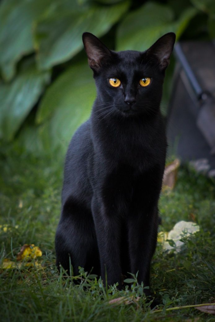 Кот чаузи на вязку