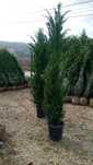 Leilandi chiparosi 280cm 300cm