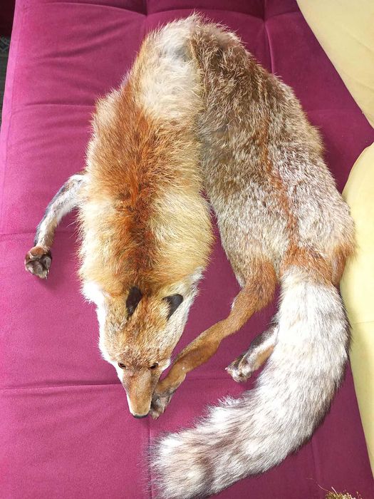 Продавам  естествена кожа от лисица