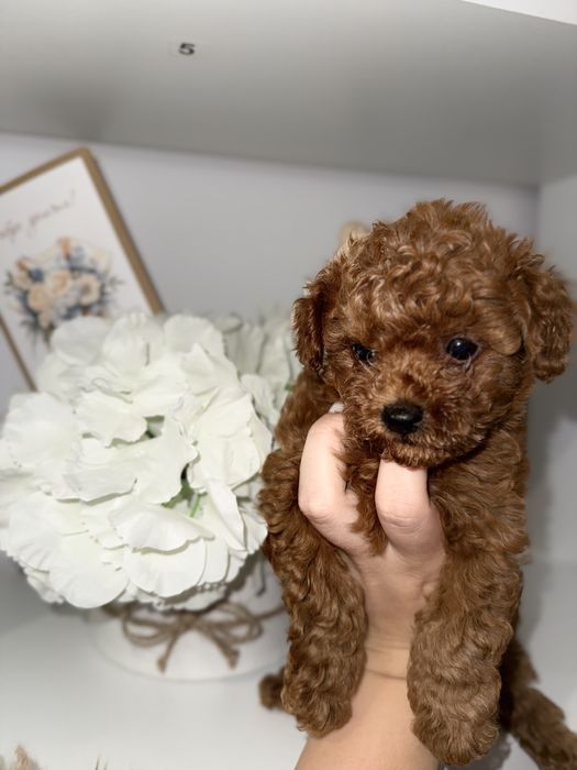 Той пудели / Момчета/