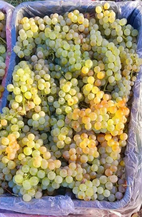 Struguri de vin