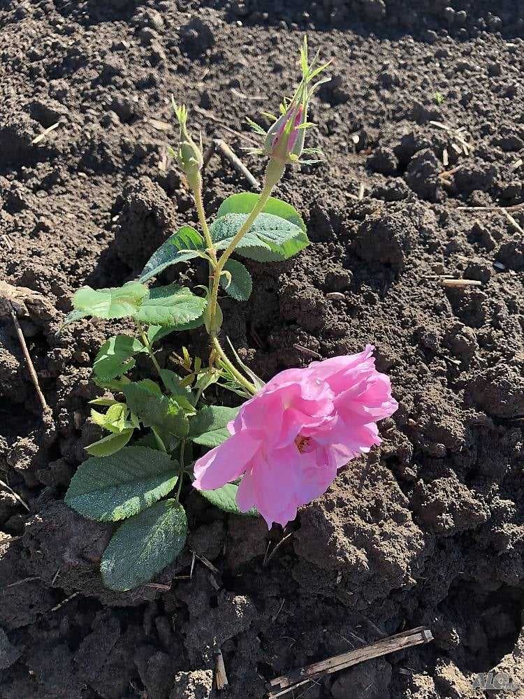 Trandafiri de dulceata din Bulgaria, varsta 2 sezoane pepiniera +Bonus