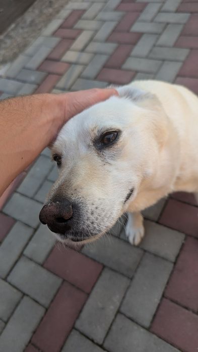 Câine spre adopție Labsky
