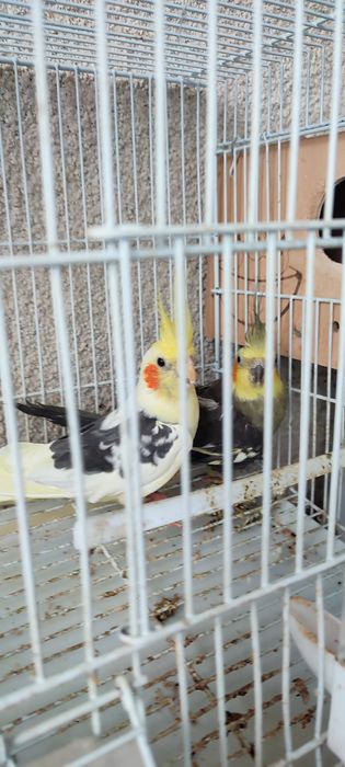Vând papagali cu cușcă mare