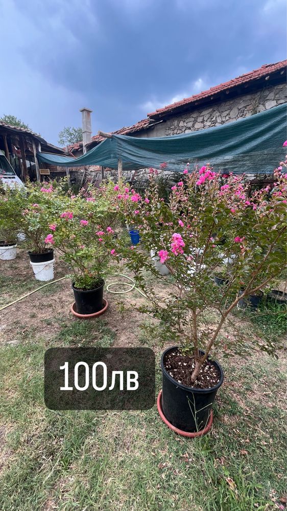 Индийски люляк (Lagerstroemia Indica)