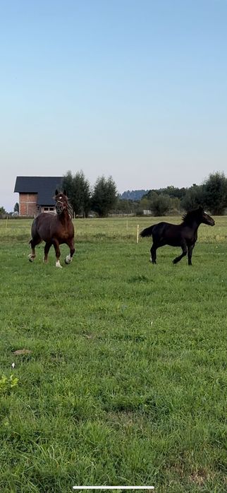 Mânz de 6 luni Suceava