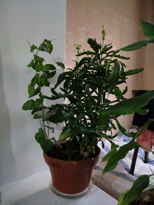 Продаю цветы 80 тыс