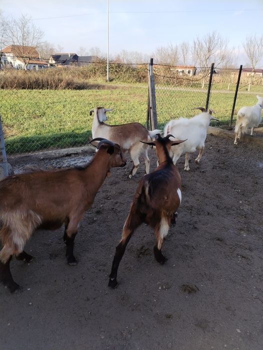 Vând capre.2 capre si 3 iede gestante  si un țap