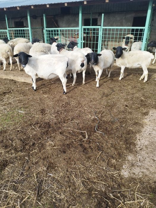 Vând 10 oi dorper