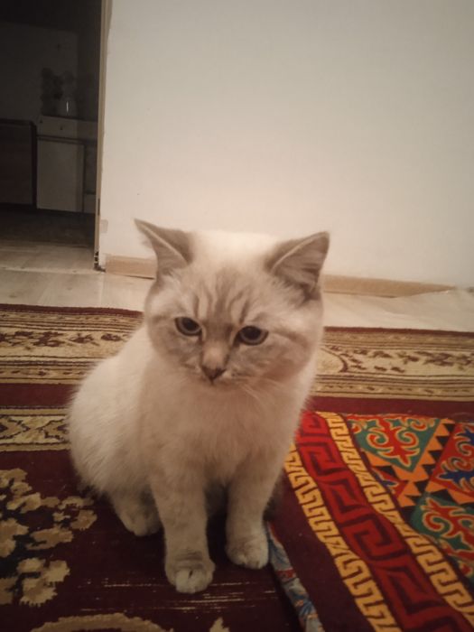 Кошка сиамский очен хорошый