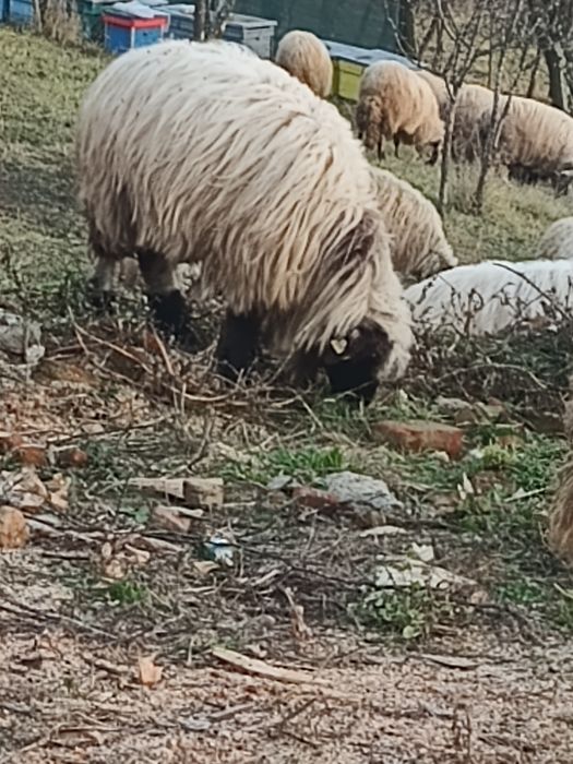 Vând oi turcane  oacheșe