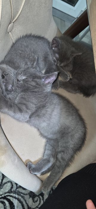 Aqilli Mushukchalar sotiladi. Uzi latokka boradi ovqat yeydi uyinqaroq