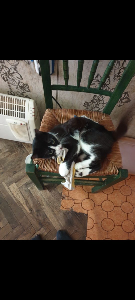 подарявам котка безплатна