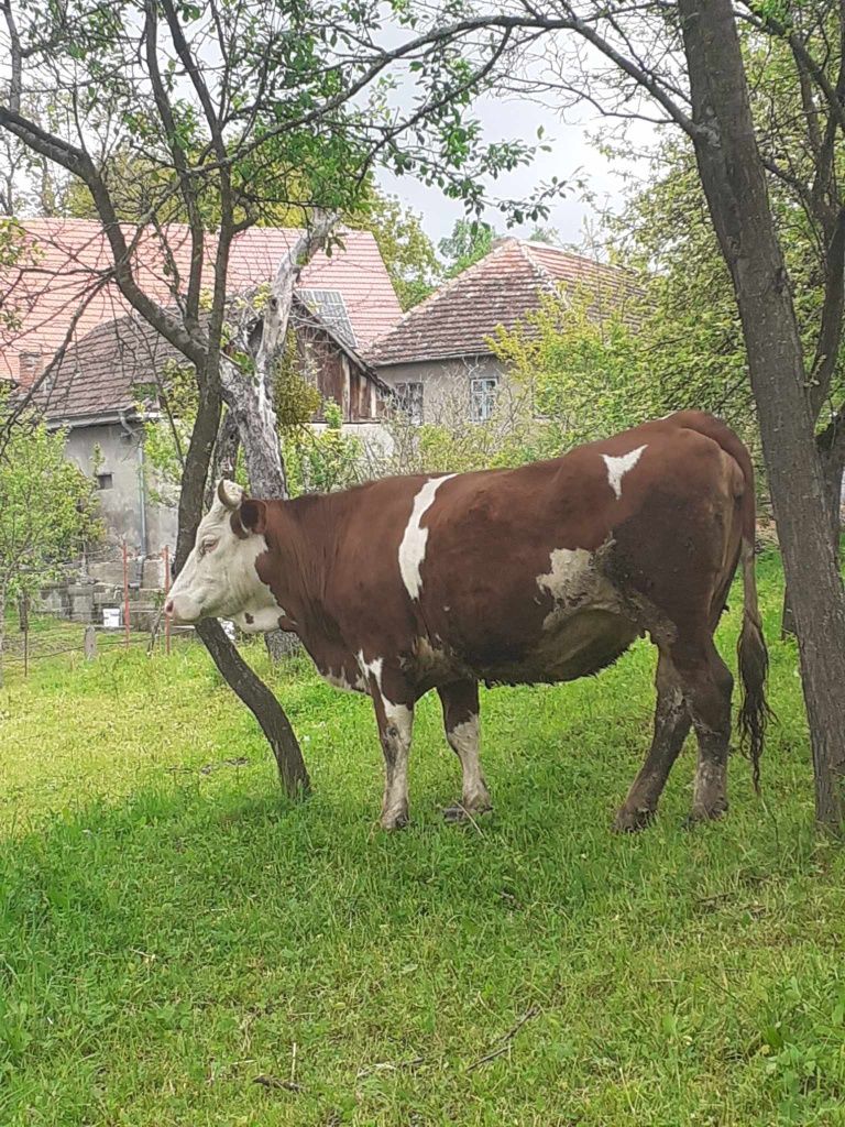 Jurincă de vănzare