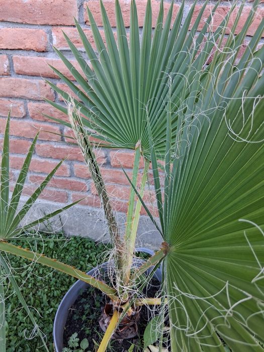 Palmier Washingtonia