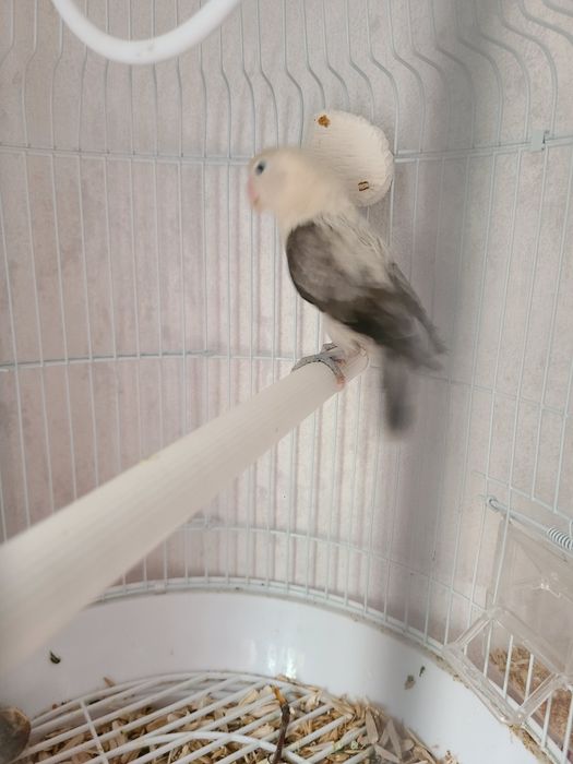 Папугай Неразлучник,1год