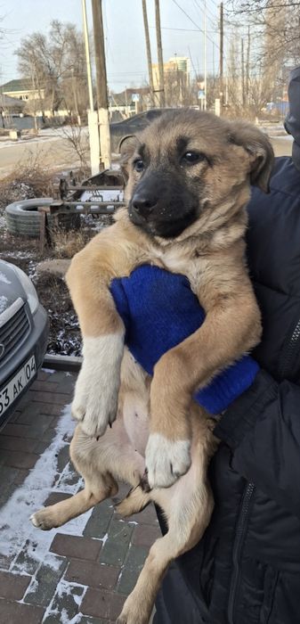 Отдам в хорошие руки