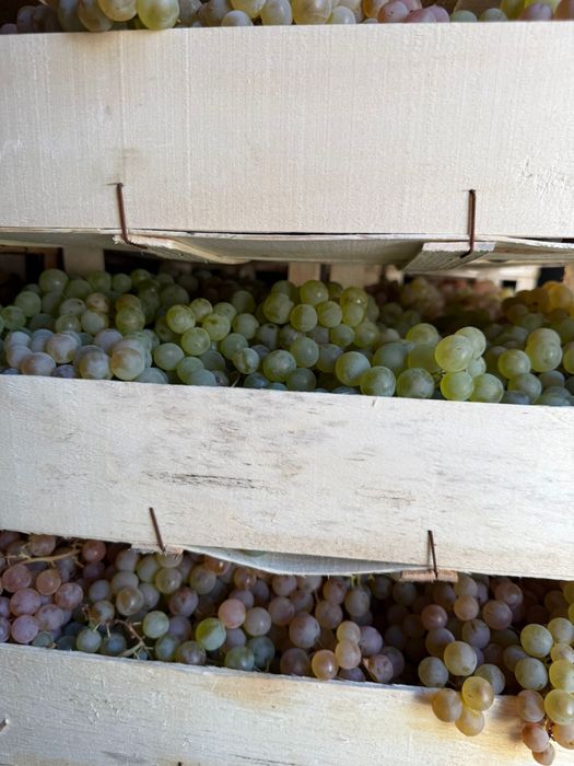 Struguri de masa ceasla camera frig