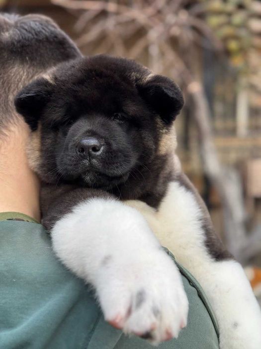 Породная девочка американская акита