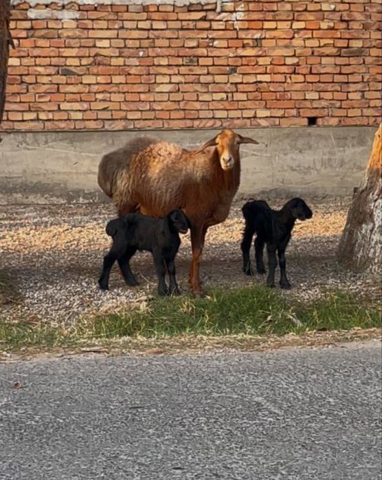 Эгизаклар сотилади
